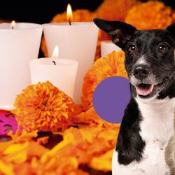 Día de Muertos 2024: Cuida a tus mascotas para evitar riegos en las ofrendas