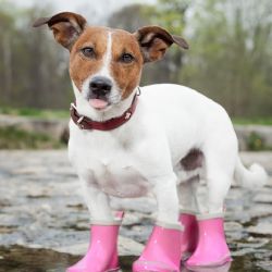 ¿Es bueno ponerle zapatos a tu perrito? Esto es lo que ocasiona en su salud