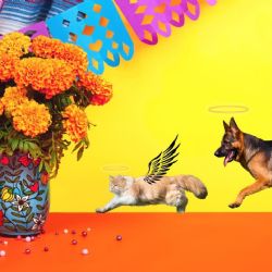 Estos son los pasos para preparar la ofrenda de tu mascota el 27 de octubre
