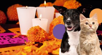 Día de Muertos 2024: Cuida a tus mascotas para evitar riegos en las ofrendas