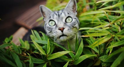 Plantas y flores tóxicas para felinos