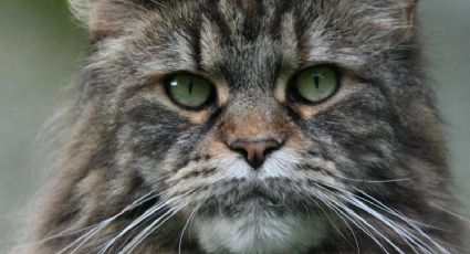Doris Lessing y sus gatos ilustres, el gato doméstico y el Maine Coon