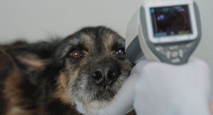 Cómo actuar ente una emergencia médica animal