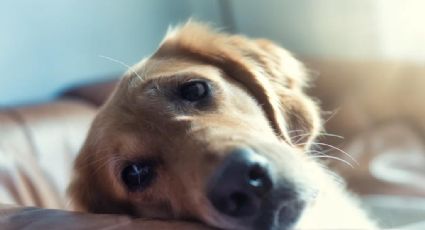 Libera a tus animales de tus conflictos con la desprogramación evolutiva