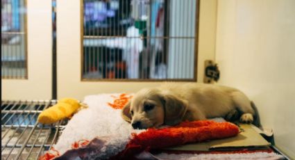 Nuevo Hospital Veterinario de Especialidades UNAM