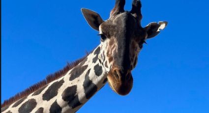 La jirafa Benito, la veterinaria forense y los animales silvesteres como ¿mascotas?