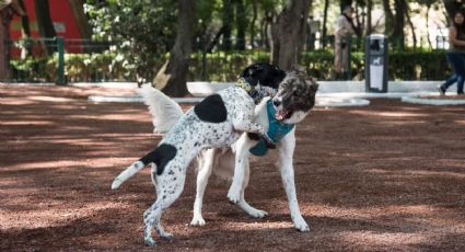 ¿Cómo es la zona para mascotas del Parque Fundidora y cómo llegar?