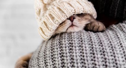 Temporada de frío: ¿Es bueno ponerle ropa a tu mascota en invierno?