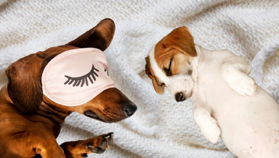 Las posiciones más comunes para dormir en los perros y su significado