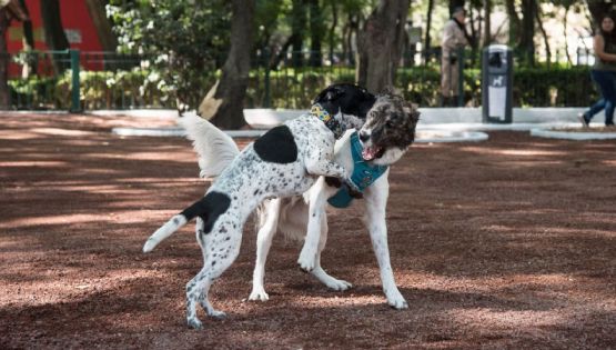 ¿Cómo es la zona para mascotas del Parque Fundidora y cómo llegar?