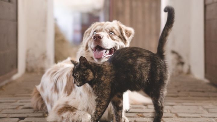 De fieles perros y astutos gatos