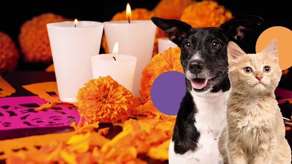 Si pones ofrenda en este Día de Muertos 2024, ten cuidado con tu perro o gato.