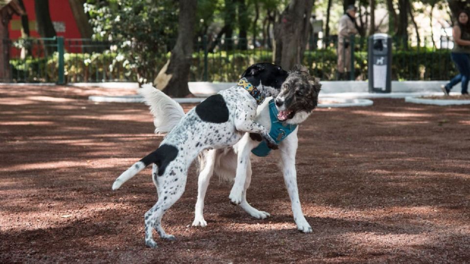 Parque Fundidora tiene una zona canina perfecta para ir con tu mascota.