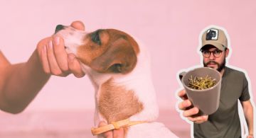 Aprende a hacer un collar antipulgas para tu mascota con estos sencillos pasos