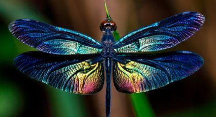 Insectos en la historia y la cultura