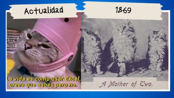¿Sabias que los memes de gato estaban desde antes del internet?